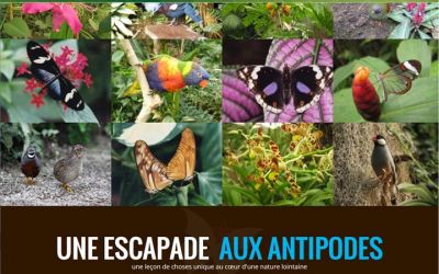 Le zoo tropical Naturospace offre une expérience unique d'immersion dans un univers tropical. Vous êtes entourés d'oiseaux et de papillons